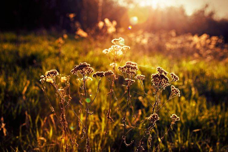 Sunset Flowers